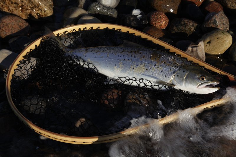 m_Picture 02 Nice seatrout