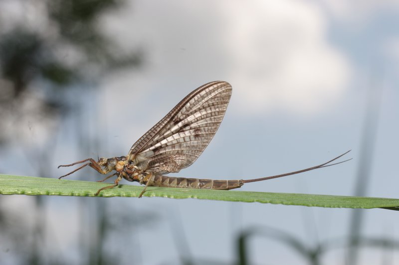 m_Mayfly Dun For the first time our the pristine, gin-clear English chalkstreams and rivers have been put under the microscope in a national survey to compare and investigate whether they are as healthy as they should be. And the results are truly shocking.