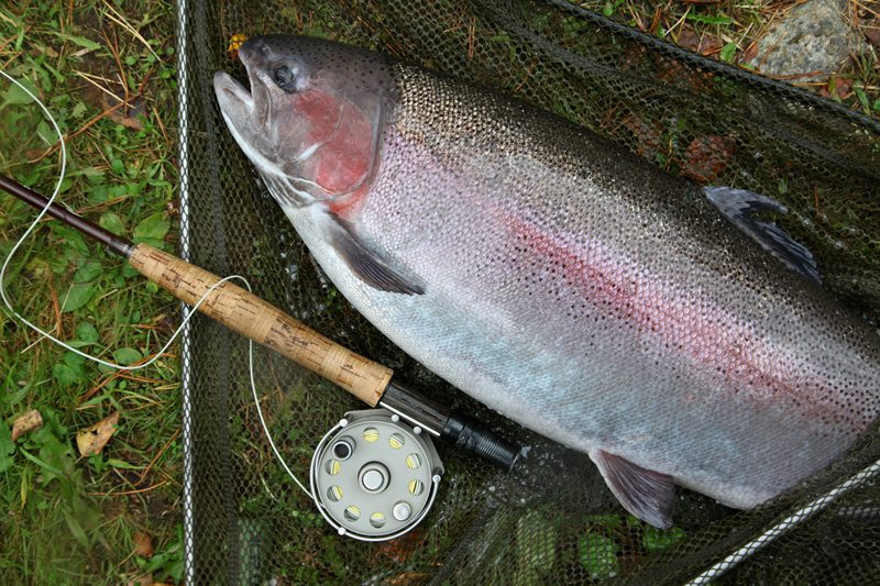 A 4,9 kilogram rainbow trout safely in the net. It took a small white goldbead streamer fished on a floating line, a four meter leader with a 18/00 tippet. The extra weight of the ten foot #5 fly-rod was a good help with the roll and switch casts.