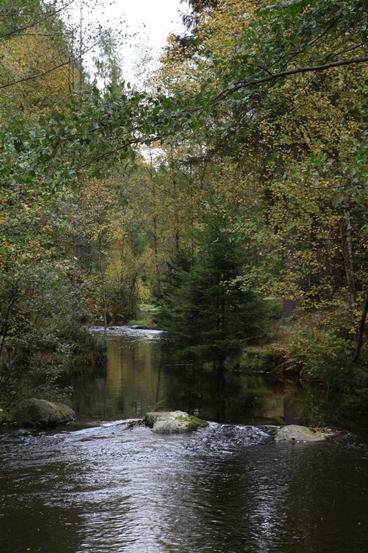 A river in Autumn colours. There are both open spaces along the river as well as more tight spots where a narrow loop and/or tric casts are needed.