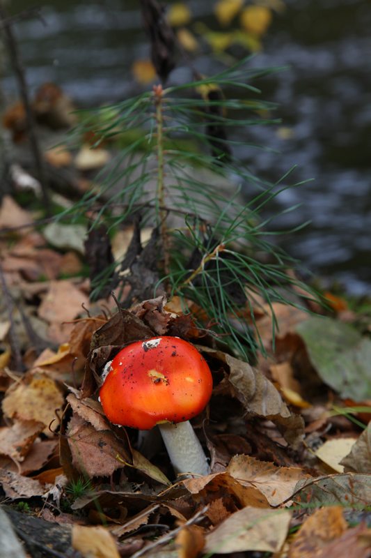 The first Autumn rain showers have added new colours to the forest next to the river.