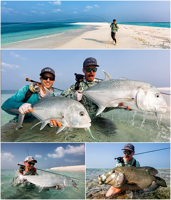 Among several noticeable catches they have a couple that stands out a little extra. Like the first bonefish we know of landed in Indian waters, Napoleon Wrasse, whereof two on 9 weight flyrods, Triggers, Giant Trevally doubles on the fly and more. For the full week report please follow this link to the website!