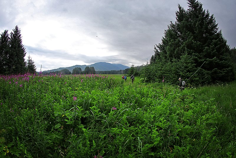 The Tongass is the nation’s largest National Forest, producing hundreds of millions of wild salmon each year that support commercial and sport fishing industries, account for 10% of all regional employment and contribute $1 billion annually to the local economy. 