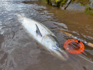 Please find below some great options for salmon fishing in Iceland next upcoming summer, not that long waiting anymore before we know the Spring will be here and we will be running the river banks in the search of the springers.