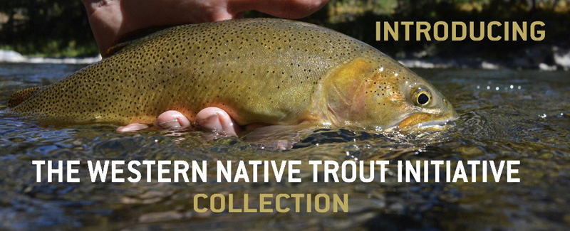 The Western Native Trout Initiative is a public-private Fish Habitat Partnership that works collaboratively across twelve western USA states to conserve, protect, restore and recover 21 native trout and char species.