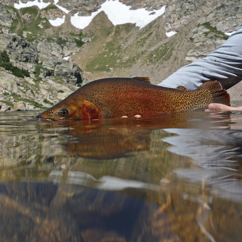 We hope this unique offering will get all of us thinking not about what state we fish in, but what fish species are native to the watersheds where we fish. 