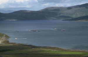 The Scottish Information Commissioner has last week published a formal Decision that Scottish Ministers unlawfully tried to withhold information naming fish farms that had breached Scottish Government trigger levels for the numbers of adult female sea lice on farmed salmon.