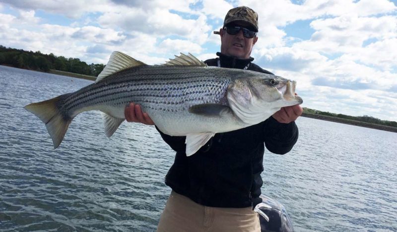 This total fishing activity contributed a total of $7.8 billion toward the nation’s gross domestic product (GDP), with recreational anglers accounting for 90 per cent of the striped bass caught and 98 per cent of the total economic contributions from this fishery.