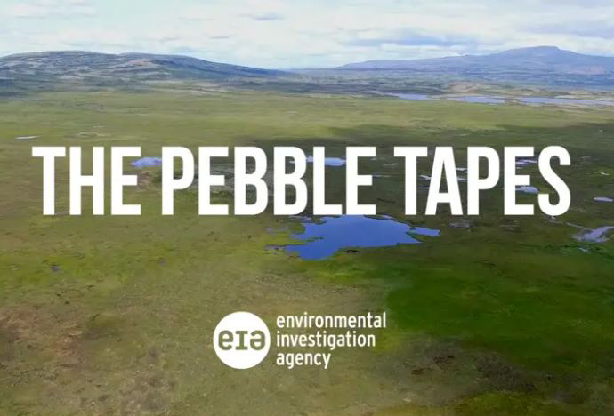 A series of 12 videos, called the Pebble Tapes, shows executives sharing plans to expand the mine by 180 years and construct additional infrastructure beyond its current proposal; touting permanent storage of massive volumes of mine waste that negate their current mine closure plans; and include details about the company’s coordination with Alaska and federal government officials to influence the permitting process.