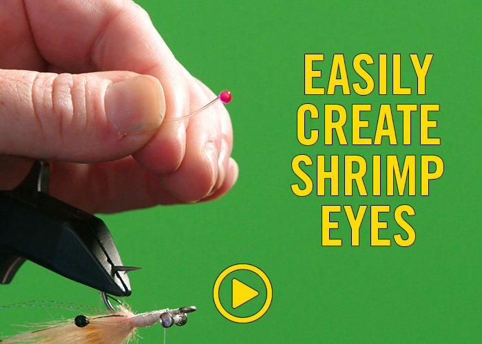 Shrimp Eyes