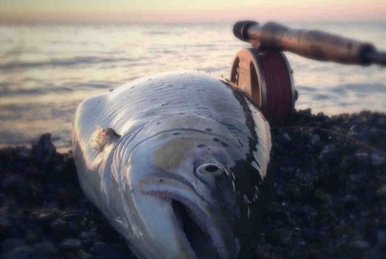 The fishing for seatrout in Zealand can be excellent all over the island – especially when it comes to size of the fish, the region is the leading destination in Denmark.