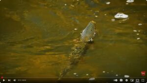 Tom Rosenbauer and Mark Melnyk are in Patagonia fishing exclusively streamers and mice for big rainbow and brown trout.