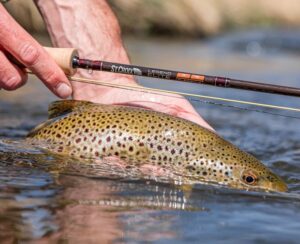 St. Croix LEGEND ELITE and LEGEND ELITE SALT rods are back for 2026.