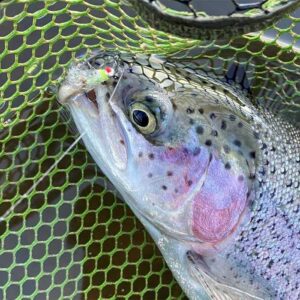 It has been a packed week at Sportfish! Here are just a few highlights of what they have been up to.