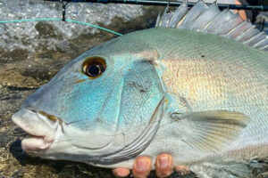 Now is a great time to jet off for some saltwater fishing.