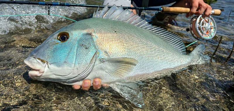 Planning your next saltwater fly fishing trip?
