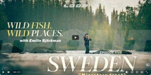 In this episode 5 of Loop's fly fishing series Wild Fish. Wild Places. with Emilie Björkman, she returns to her homeland, fishing through the long, dark nights in search of Sweden’s giant migratory trout.