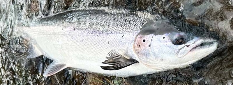 It is time to prepare for spring salmon fishing!