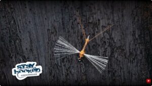 We have had the skilled fly tyer and fly fisher Henry Ramsay in the studio to demonstrate his all-time favourite pattern for when the trout are feeding on the hatched mayflies that are in their final stage of life - the spent spinner.
